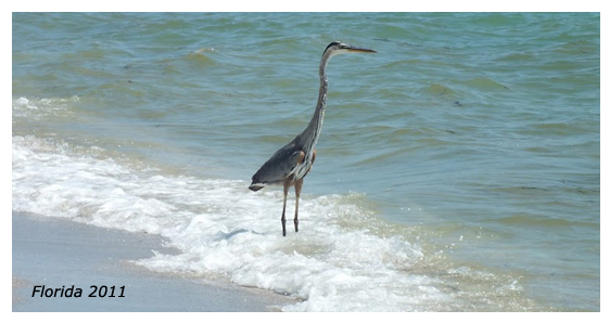 Heron, Florida 2012